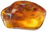 Detailed Fossil Fly And Wasp In Baltic Amber #87126-3